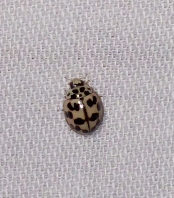 Oenopia conglobata - rózsás katica