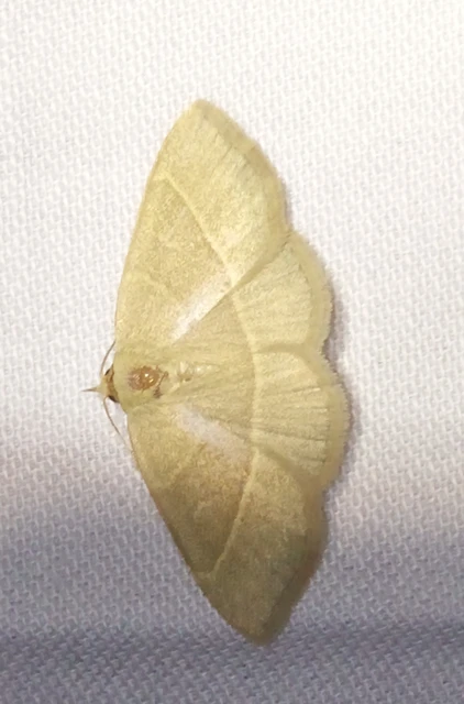 Trisateles emortualis - sárgacsíkos karcsúbagoly