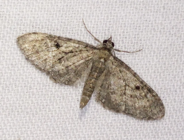 Eupithecia virgaureata - aranyvessző-törpearaszoló