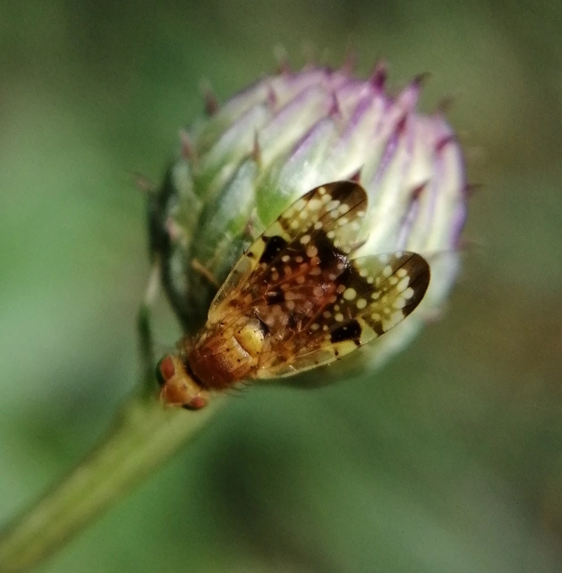 Xyphosia miliaria