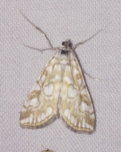 Elophila nymphaeata - tarka vízimoly