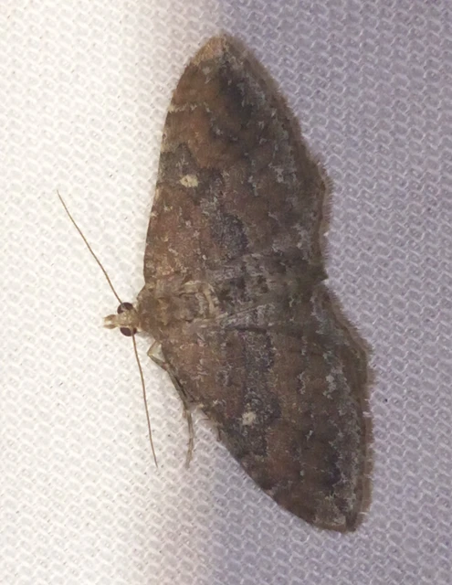 Orthonama obstipata - vándoraraszoló