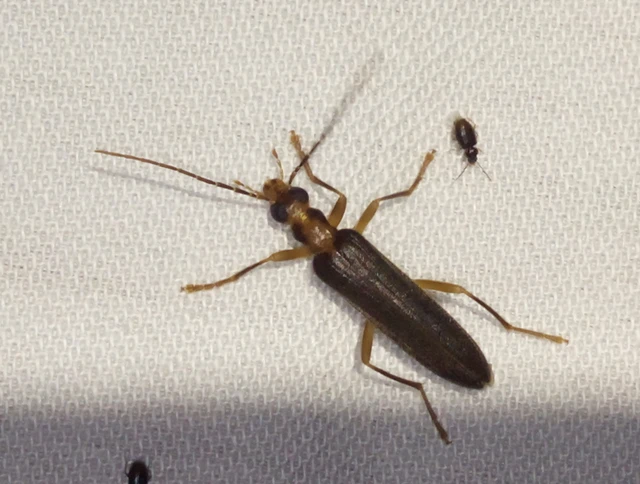 Nacerdes carniolica - karnóliai álcincér