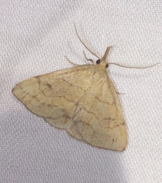 Polypogon gryphalis - láperdei karcsúbagoly