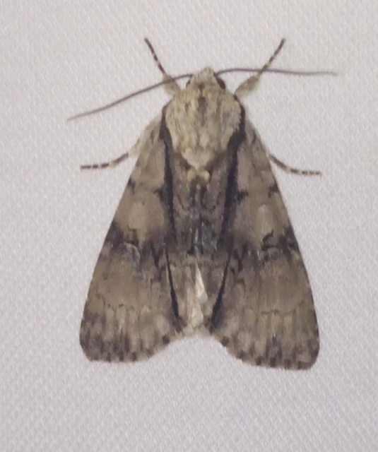 Acronicta alni - éger-szigonyosbagoly