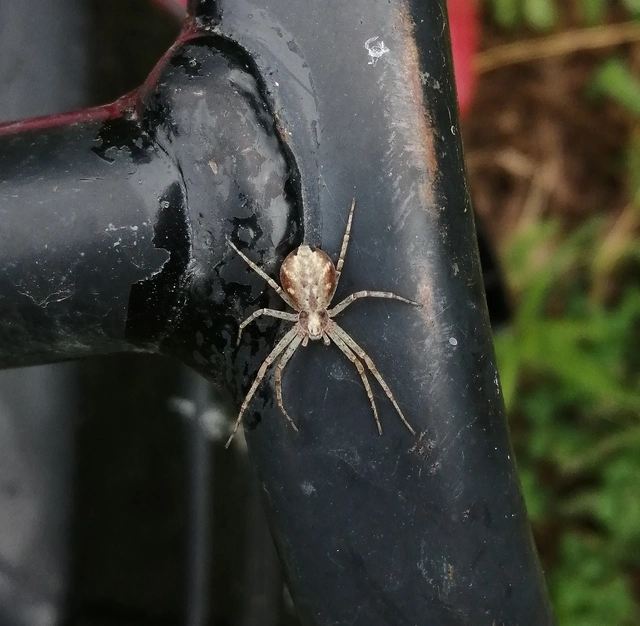 Philodromus