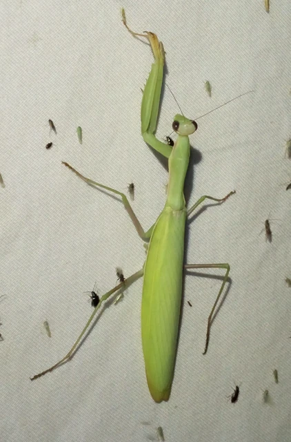 Mantis religiosa - imádkozósáska