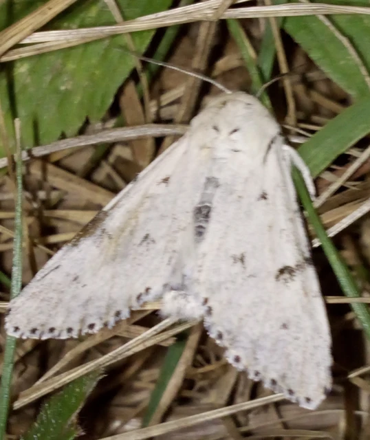 Acronicta leporina - fehér szigonyosbagoly
