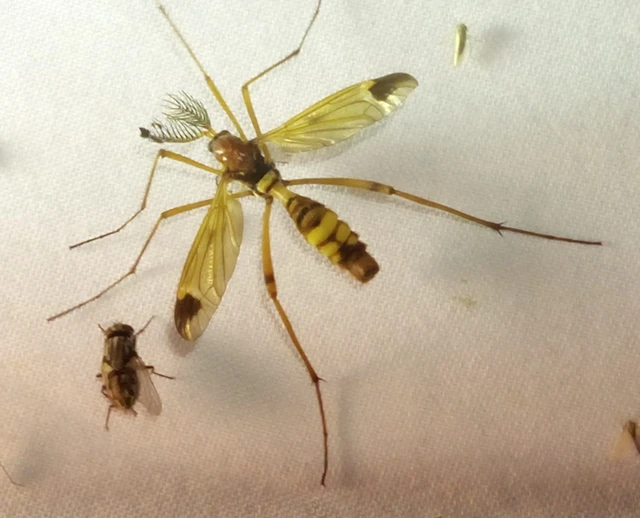 Ctenophora ornata - sárga fésűsszúnyog