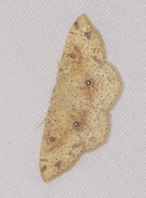 Cyclophora porata - körös pettyesaraszoló