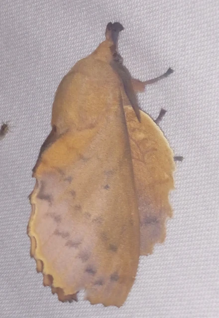 Gastropacha quercifolia - tölgylevélpohók