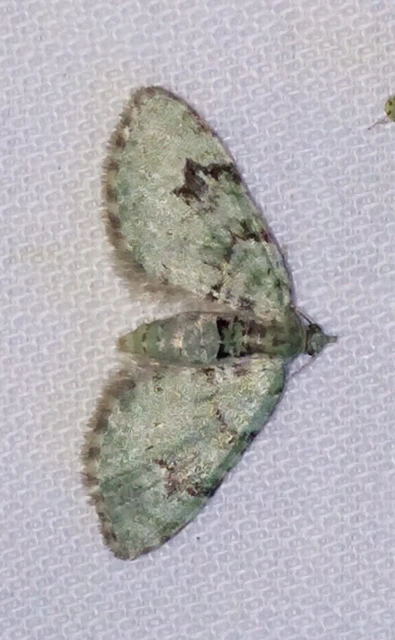 Chloroclystis v-ata - zöldes törpearaszoló