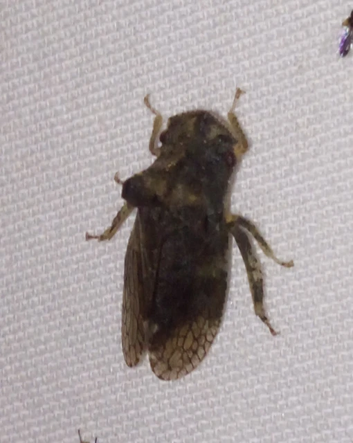 Ledra aurita - füleskabóca