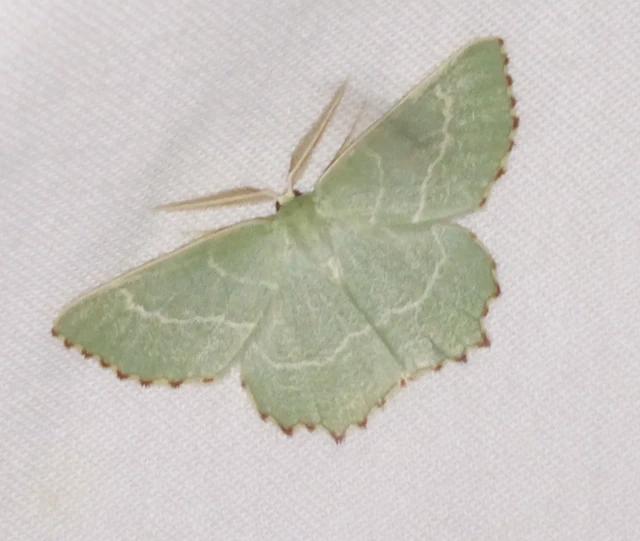 Thalera fimbrialis - csipkésszélű zöldaraszoló