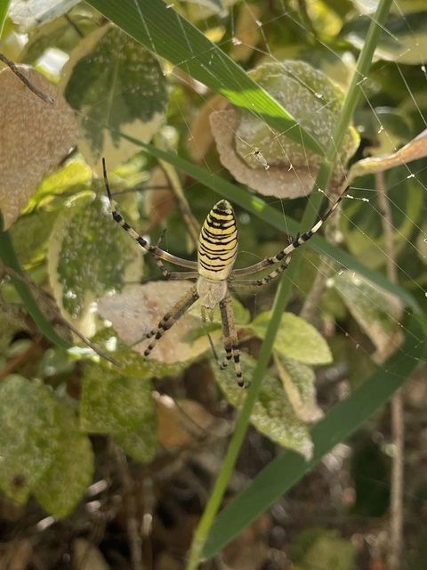 Argiope bruennichi - darázspók