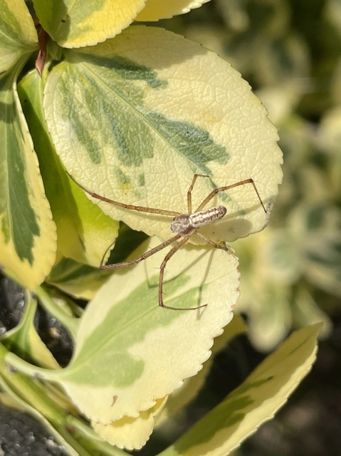 Argiope bruennichi - darázspók