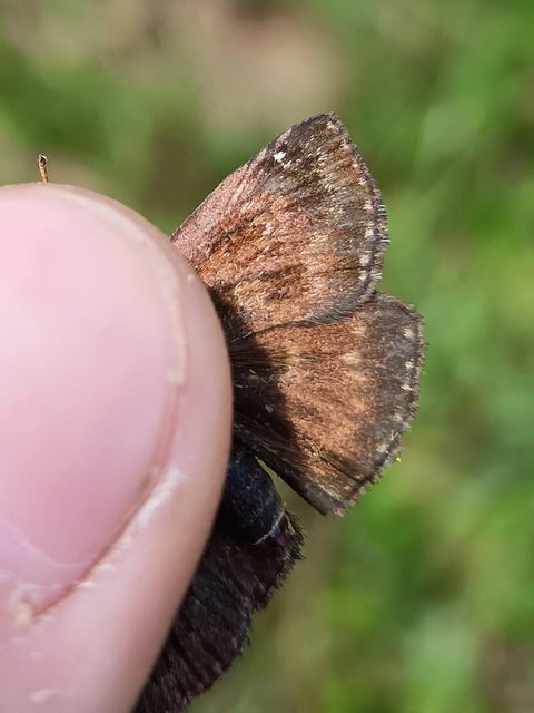 Erynnis tages - cigánylepke