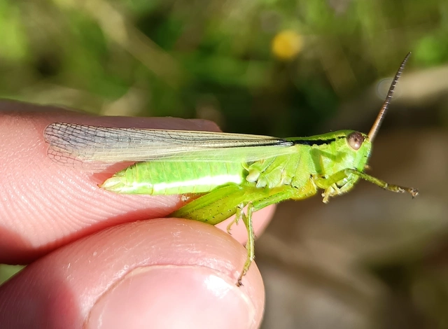 Mecostethus parapleurus - hagymazöld sáska