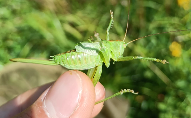 Tettigonia viridissima - zöld lombszöcske