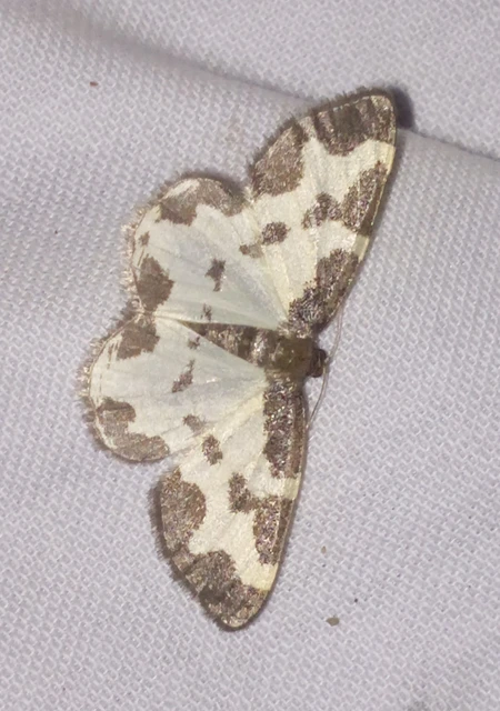 Lomaspilis marginata - szegélyes nyárfaaraszoló