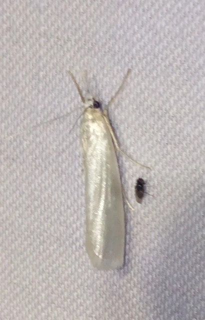 Crambus perlella - gyöngyházas fűgyökérmoly