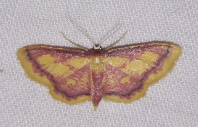 Idaea muricata - mocsári pirosaraszoló
