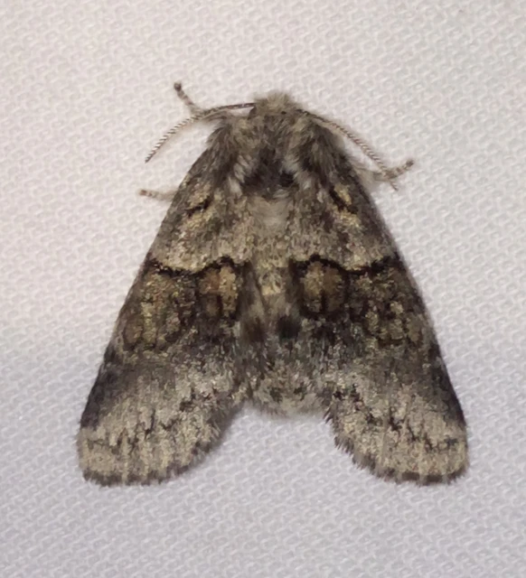 Gluphisia crenata - kormos púposszövő