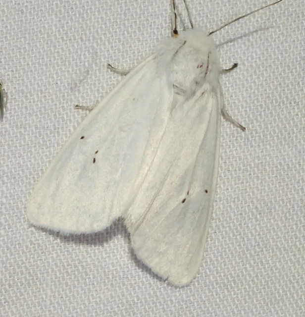 Spilosoma urticae - hószínű medvelepke