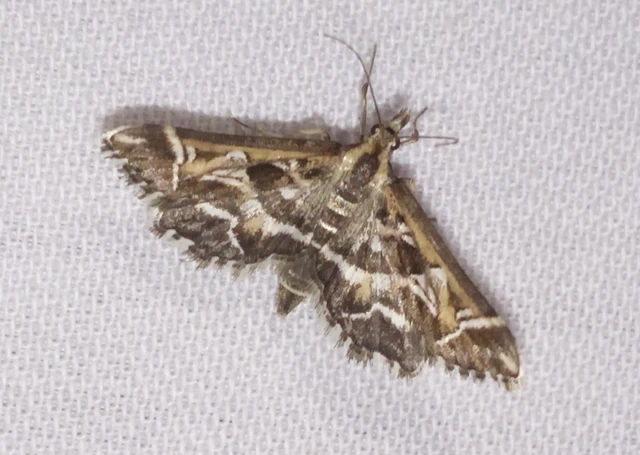 Diasemia reticularis - betűmintás tűzmoly