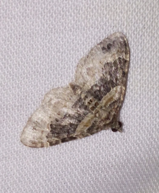Xanthorhoe ferrugata - kerti tarkaaraszoló
