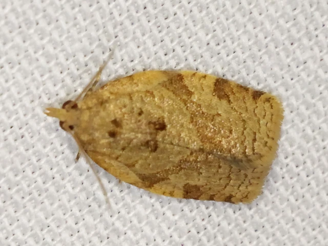 Adoxophyes orana - almalevél-sodrómoly