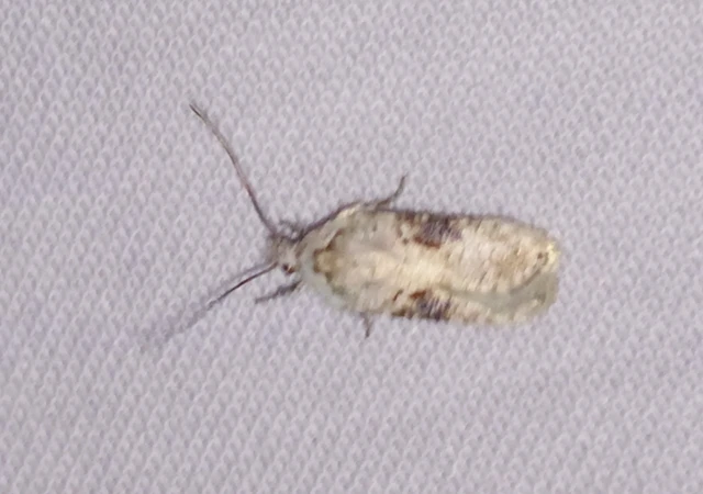 Agonopterix