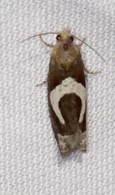 Epiblema foenella - kampósfoltú tükrösmoly