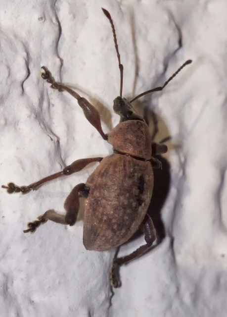 Dodecastichus mastix - lécesorrú gyalogormányos
