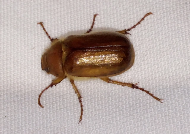 Amphimallon burmeisteri