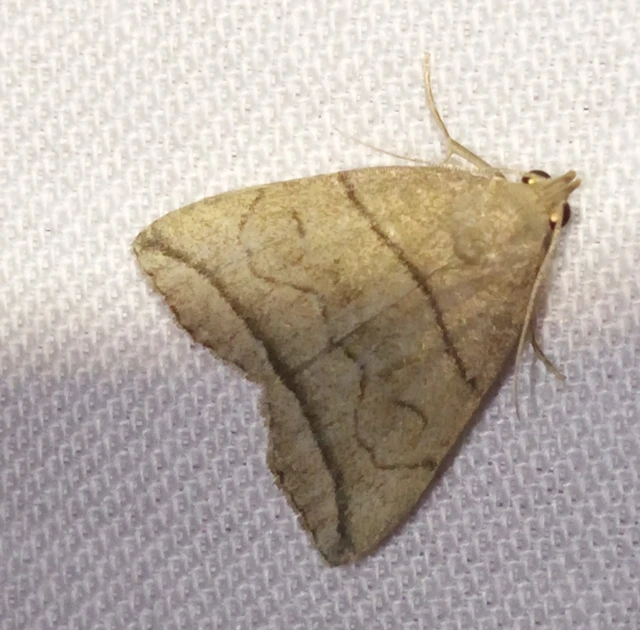 Herminia grisealis - ligeti karcsúbagoly