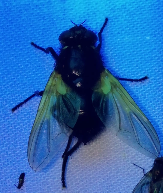 Mesembrina meridiana