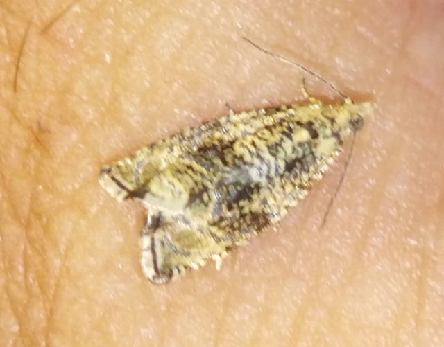 Celypha lacunana - vízparti tükrösmoly