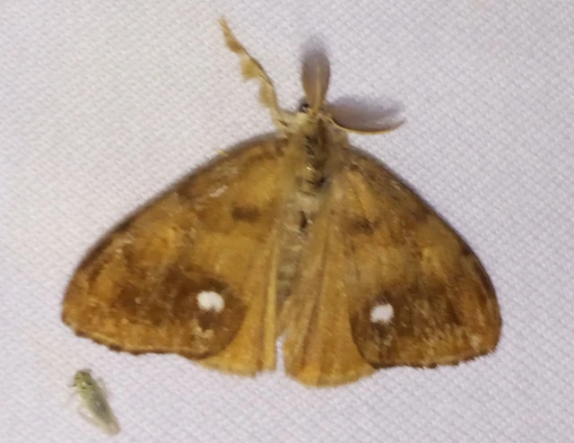 Orgyia antiqua - rozsdabarna kisszövő