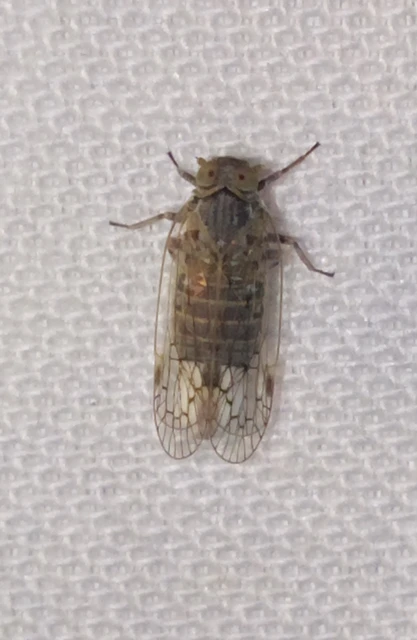 Cixiidae - recéskabócák