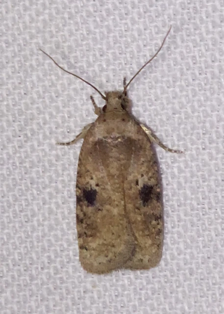 Agonopterix
