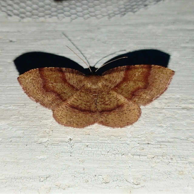 Plagodis pulveraria - szemcsés araszoló