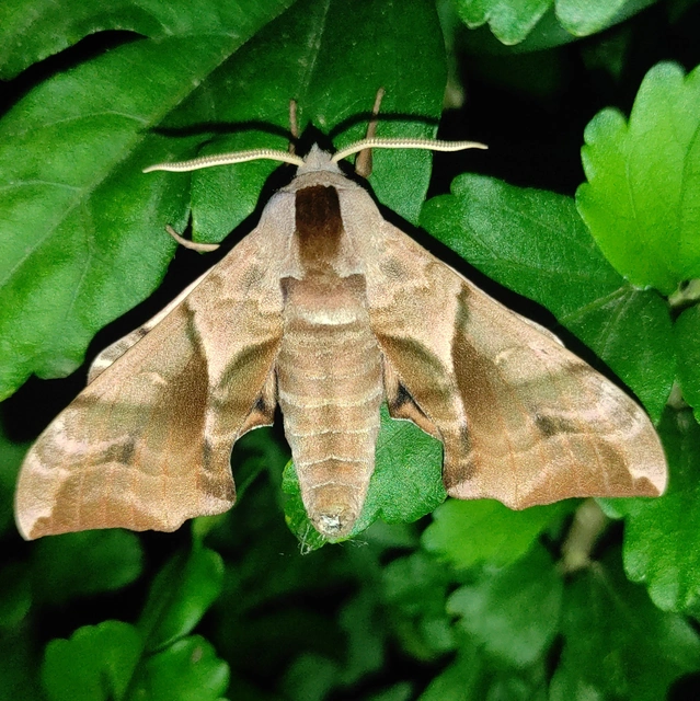 Smerinthus ocellatus - esti pávaszem