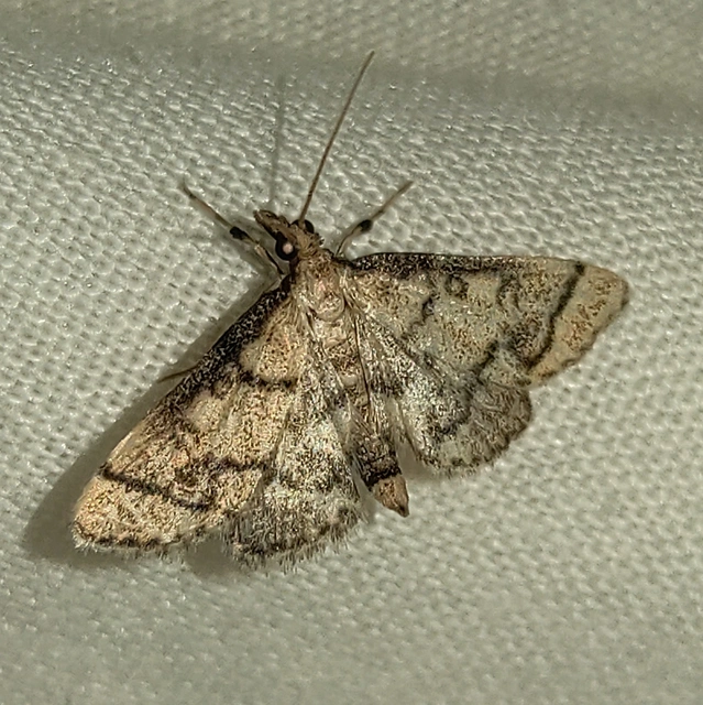 Metasia ophialis - kígyósávos tűzmoly