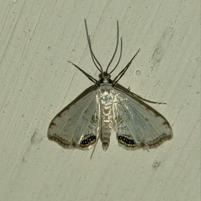 Cataclysta lemnata - békalencsemoly