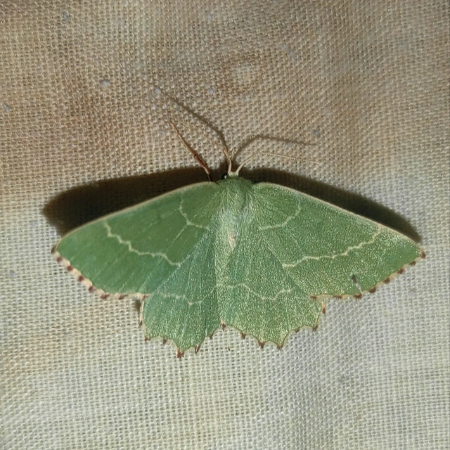 Thalera fimbrialis - csipkésszélű zöldaraszoló