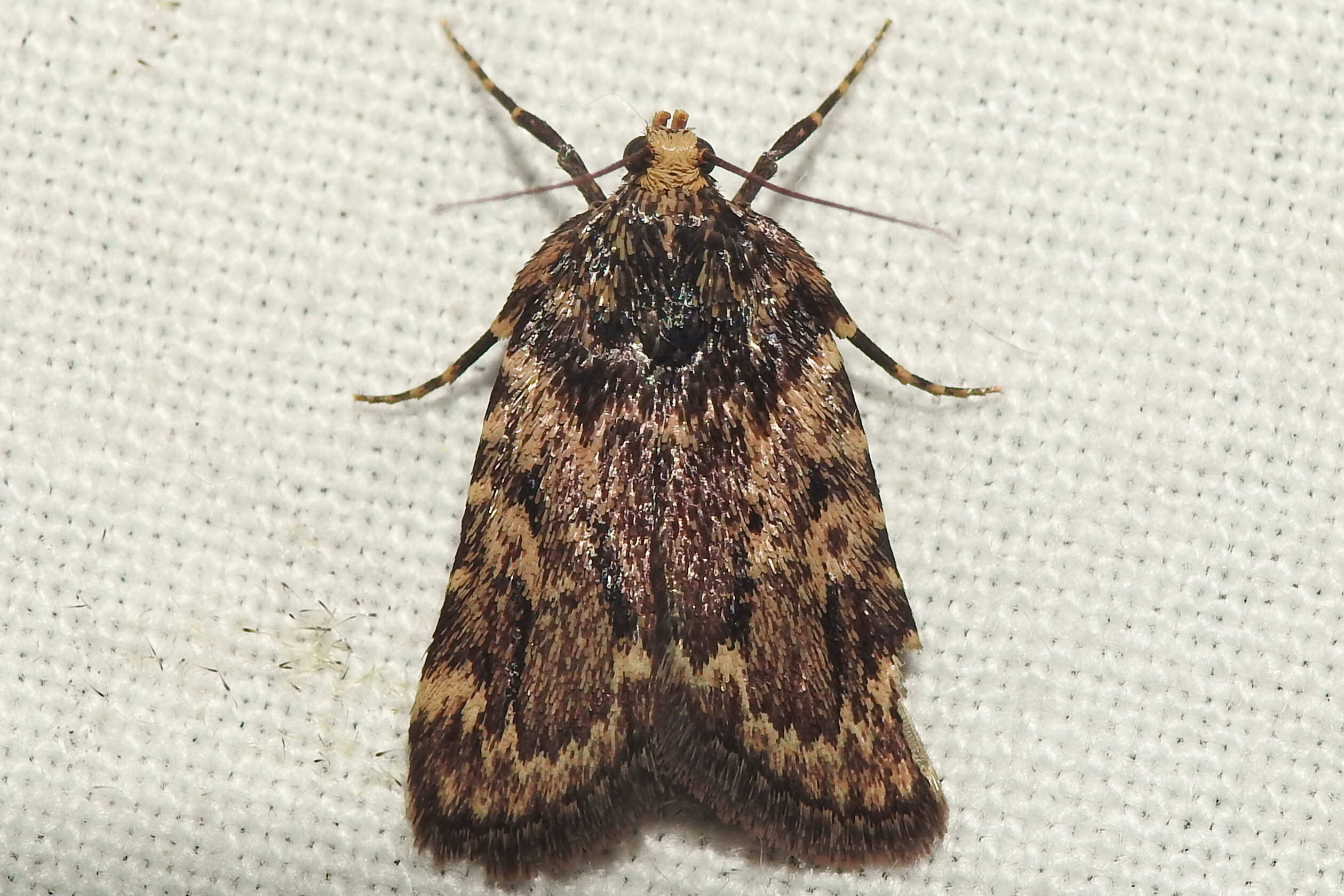 Aglossa signicostalis - hangyailonca