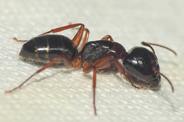 Camponotus fallax - ligeti lóhangya