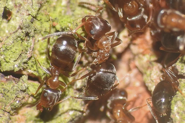 Lasius brunneus - rozsdáshátú feketehangya