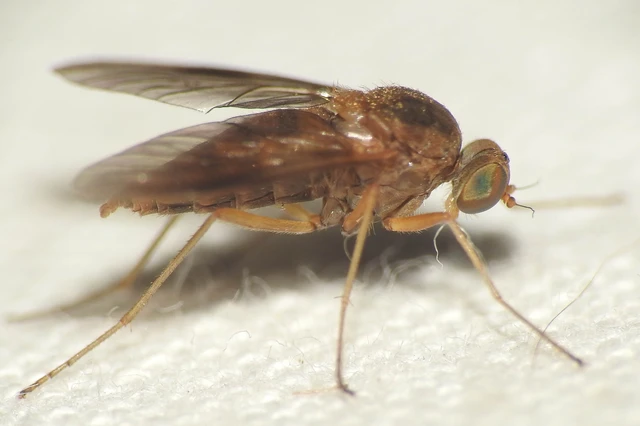 Chrysopilus